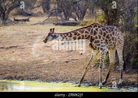 Giraffe (Giraffa camelopardalis) hebt den Kopf, nachdem sie aus einem Wasserloch getrunken und Wasser aus dem Mund gesprüht hat, Kruger-Nationalpark, Südafrika Stockfoto