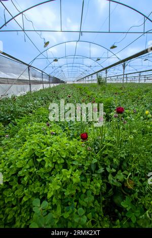 Der Anbau von Butterblumen in einem großen Gewächshaus in Israel die Blumenproduktion ist ein großer israelischer Agrarexport Stockfoto