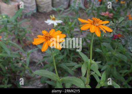 Die verbreitete Zinnienblume, die zur Ernte auf dem Bauernhof steht, ist eine Geldernte Stockfoto