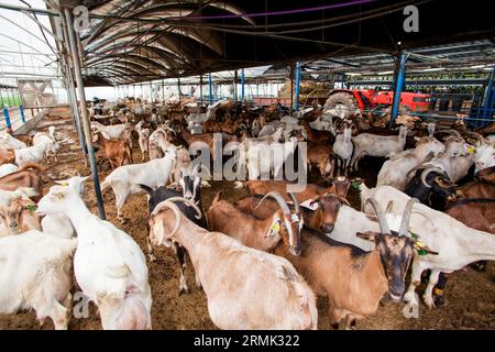 Eine Ziegenherde wird von einer automatischen Melkmaschine auf einem Milchviehbetrieb in Israel gemolken Stockfoto