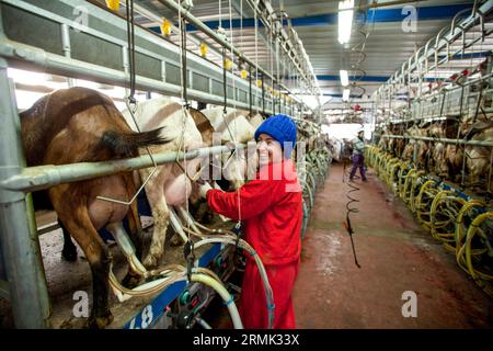 Eine Ziegenherde wird von einer automatischen Melkmaschine auf einem Milchviehbetrieb in Israel gemolken Stockfoto