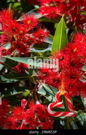Ein australisches Weihnachten mit einem herzförmigen Zuckerrohr, inmitten eines australischen Gummibaums in Blüte - vertikal Stockfoto