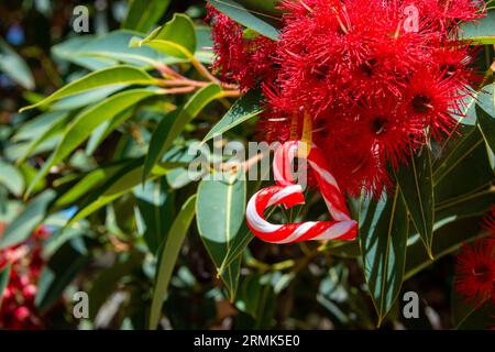 Ein australisches Weihnachten mit einem herzförmigen Zuckerrohr, inmitten eines australischen Gummibaums in Blüte - Horizontal Stockfoto