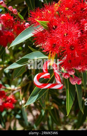 Ein australisches Weihnachten mit einem herzförmigen Zuckerrohr, inmitten eines australischen Gummibaums in Blüte - vertikal Stockfoto