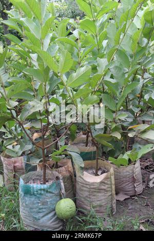 Guava Tree, der auf einem Topf gepflanzt wird, um geerntet zu werden, sind Barfrüchte Stockfoto