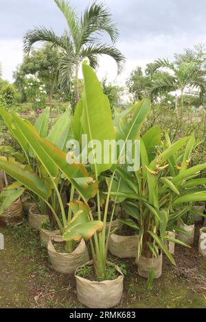 Orange Heliconia Blume Pflanze auf dem Bauernhof für die Ernte sind Barmittel Kulturen Stockfoto