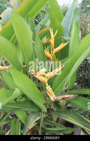 Orange Heliconia Blume Pflanze auf dem Bauernhof für die Ernte sind Barmittel Kulturen Stockfoto