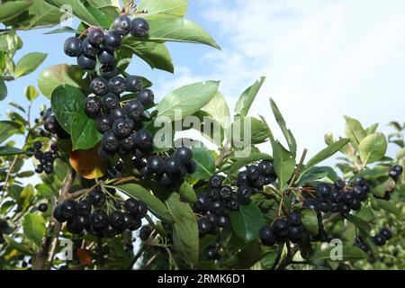 Aronia oder Apfelbeere, reife Beeren auf einem Busch, Allgaeu, Bayern, Deutschland Stockfoto