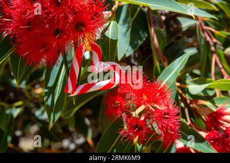 Ein australisches Weihnachten mit einem herzförmigen Zuckerrohr, inmitten eines australischen Gummibaums in Blüte - Horizontal Stockfoto