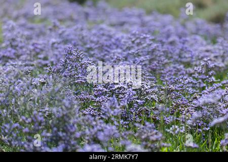 Strandflieder (Limonium vulgare), auch Meereslavender genannt, aus der Familie der Leadkraut (Plumbaginaceae) blüht violett in einem Salzwiesen Stockfoto