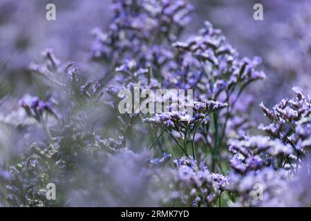 Strandflieder (Limonium vulgare), auch Meereslavender genannt, aus der Familie der Leadkraut (Plumbaginaceae) blüht violett in einem Salzwiesen Stockfoto