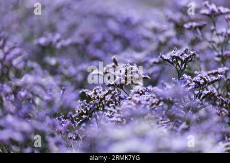 Strandflieder (Limonium vulgare), auch Meereslavender genannt, aus der Familie der Leadkraut (Plumbaginaceae) blüht violett in einem Salzwiesen Stockfoto