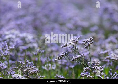 Strandflieder (Limonium vulgare), auch Meereslavender genannt, aus der Familie der Leadkraut (Plumbaginaceae) blüht violett in einem Salzwiesen Stockfoto