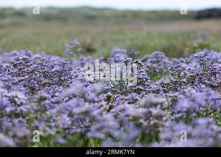 Strandflieder (Limonium vulgare), auch Meereslavender genannt, aus der Familie der Leadkraut (Plumbaginaceae) blüht violett in einem Salzwiesen Stockfoto