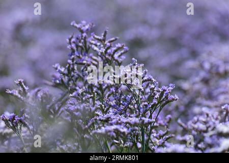 Strandflieder (Limonium vulgare), auch Meereslavender genannt, aus der Familie der Leadkraut (Plumbaginaceae) blüht violett in einem Salzwiesen Stockfoto