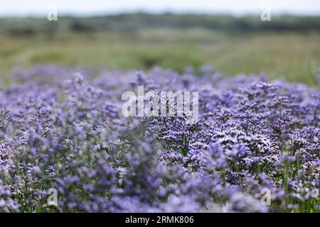 Strandflieder (Limonium vulgare), auch Meereslavender genannt, aus der Familie der Leadkraut (Plumbaginaceae) blüht violett in einem Salzwiesen Stockfoto