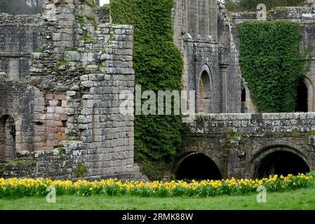 Frühlingsnarzissen an einer Bogenbrücke in den Ruinen der Fountains Abbey, dem mittelalterlichen Zisterzienserkloster in North Yorkshire, England, Großbritannien. Stockfoto