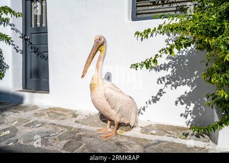 Pelikan Petros, Maskottchen der Insel Mykonos, Gassen der Stadt Mykonos, Mykonos, Kykladen Stockfoto