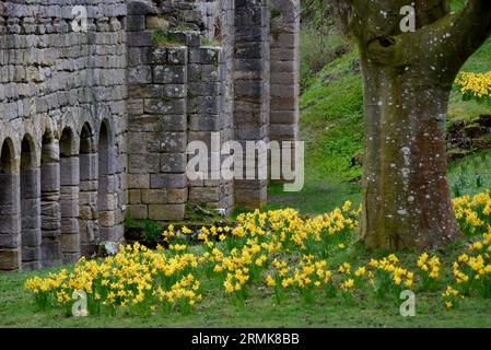 Spring Daffodils by Stone Arches in den Ruinen der Fountains Abbey, dem mittelalterlichen Zisterzienserkloster in North Yorkshire, England, Großbritannien. Stockfoto