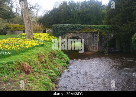 Spring Narzissen an einer alten Bogenbrücke über den Fluss Skell bei den Ruinen der Fountains Abbey in North Yorkshire, England, Großbritannien. Stockfoto