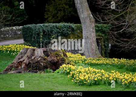 Spring Narzissen an einer alten Bogenbrücke über den Fluss Skell bei den Ruinen der Fountains Abbey in North Yorkshire, England, Großbritannien. Stockfoto