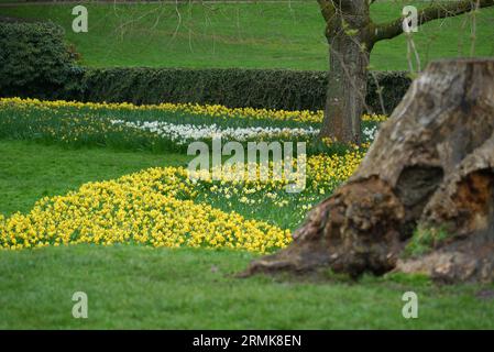 Yellow & White Spring Narzissen an einem alten Baumstamm in der Nähe der Ruinen von Fountains Abbey in North Yorkshire, England, Großbritannien. Stockfoto