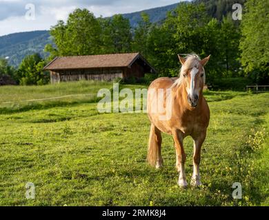 Haflingerpferd (Equus ferus caballus) auf einer Weide, Neuhaus, Bayern, Deutschland Stockfoto