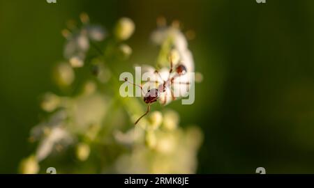 Europäische Feuerameise (Myrmica rubra) sitzt auf einer weißen Blume, Bayern, Deutschland Stockfoto