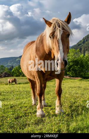 Haflingerpferd (Equus ferus caballus) auf einer Weide, Neuhaus, Bayern, Deutschland Stockfoto