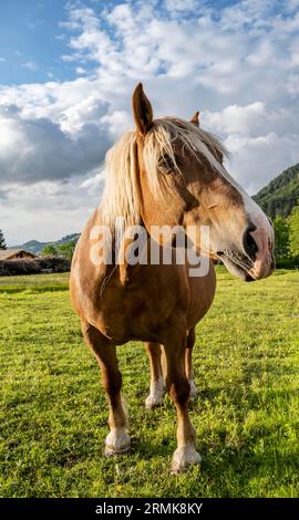 Haflingerpferd (Equus ferus caballus) auf einer Weide, Neuhaus, Bayern, Deutschland Stockfoto