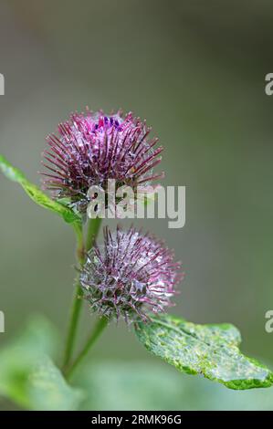 Mit Wassertröpfchen bedeckte Kletterblüten und Saatköpfe, Arctium, Lappa, Arctium minus, Nordengland, UK Stockfoto