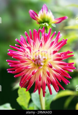 Wunderschöne Kakteen-Dahlie mit glänzenden roten und gelben Stachelblumen im Cottage-Garten. Selektiver Fokus. „Lindsay Michelle“ Stockfoto