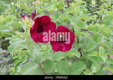 Die auf dem Bauernhof zu erntende Blütenpflanze Allamanda Blanchetii ist eine Geldpflanze Stockfoto