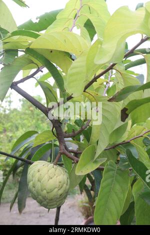 Puddingapfel auf dem Baum in der Farm zur Ernte sind Bargeldernten Stockfoto