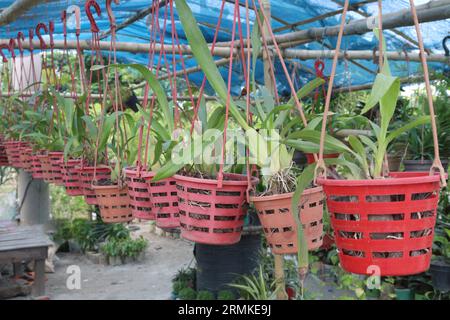 Oncidium Sharry Baby Blume plant on Hanging Pot in Farm for sell sind Bargeldpflanzen Stockfoto