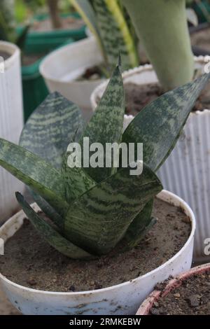 Dracaena trifasciata, auch Schlangenpflanze genannt, auf dem Topf auf dem Bauernhof zum Verkauf, sind Geldernten Stockfoto