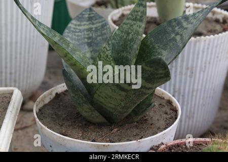 Dracaena trifasciata, auch Schlangenpflanze genannt, auf dem Topf auf dem Bauernhof zum Verkauf, sind Geldernten Stockfoto