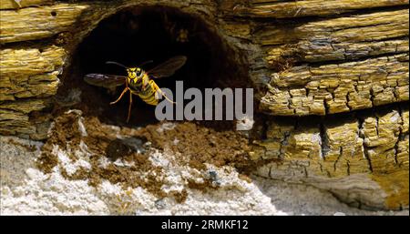 Paper Wasp, Polistes sp, Flapping Wings für Erwachsene am Nest Entrance, Normandie in Frankreich Stockfoto