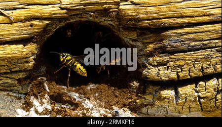 Paper Wasp, Polistes sp, Flapping Wings für Erwachsene am Nest Entrance, Normandie in Frankreich Stockfoto