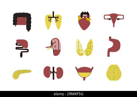 Vektorisolierte Darstellungen menschlicher Organe zur Transplantation auf weißem Hintergrund. Stock Vektor