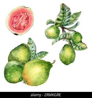 Set mit Zweig des Baumes und Zusammensetzung der Guavenfrüchte ganze Aquarellillustration isoliert auf weiß. Grüne Blätter, Guajava, handgemalt in Scheiben Stockfoto