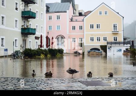 Passau, Deutschland. 29. August 2023. In der Passauer Altstadt überfließt die Donau ihre Ufer auf einem Niveau von 8,00 Metern. Enten genießen ihren neu gefundenen Lebensraum. Die für die Donau in der Nacht prognostizierte Stufe 4 (8,50 Meter) wurde nicht erreicht. Sie hatte gegen zehn Uhr einen Höchststand von acht Metern erreicht und ist seither leicht zurückgegangen. Tobias C. Köhler/dpa/Alamy Live News Stockfoto