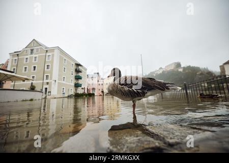 Passau, Deutschland. 29. August 2023. Ein Huhn steht in der Passauer Altstadt, wo die Donau ihre Ufer mit einer Höhe von 8,00 Metern überquert. Enten genießen ihren neu gefundenen Lebensraum. Die für die Donau in der Nacht prognostizierte Stufe 4 (8,50 Meter) wurde nicht erreicht. Sie hatte gegen zehn Uhr einen Höchststand von acht Metern erreicht und ist seither leicht zurückgegangen. Tobias C. Köhler/dpa/Alamy Live News Stockfoto