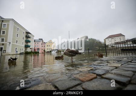 Passau, Deutschland. 29. August 2023. Enten stehen in der Passauer Altstadt, wo die Donau ihre Ufer auf 8,00 Meter Höhe überflutet. Enten genießen ihren neu gefundenen Lebensraum. Die für die Donau in der Nacht prognostizierte Stufe 4 (8,50 Meter) wurde nicht erreicht. Sie hatte gegen zehn Uhr einen Höchststand von acht Metern erreicht und ist seither leicht zurückgegangen. Tobias C. Köhler/dpa/Alamy Live News Stockfoto