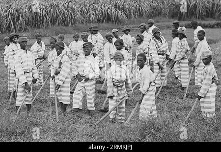 JUNGE SCHWARZE STRÄFLINGE in einer südamerikanischen Kettenbande um 1903. Einige Gefängnisse verpachteten Gruppen, um Zwangsarbeit zu leisten, wie hier auf einer Zuckerplantage. Stockfoto