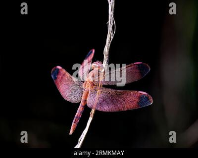 Rote Libelle (Neurothermis fulvia) vor dunklem Hintergrund, Himalaya, Nepal Stockfoto