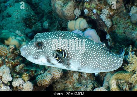 Weißfleckenpuffer (Arothron hispidus), Tauchplatz am Hausriff, Mangrove Bay, El Quesir, Ägypten, Rotes Meer Stockfoto