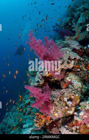 Klunzinger's Tree Coral (Dendronephthya klunzingeri) und Shoal, Gruppe von Sea goldie (Pseudanthias squamipinnis), Elphinstone Reef Tauchplatz, Ägypten Stockfoto