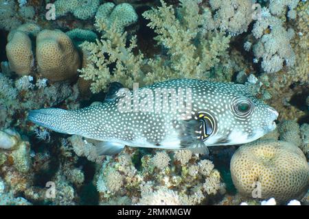 Weißfleckenpuffer (Arothron hispidus), Tauchplatz am Hausriff, Mangrove Bay, El Quesir, Ägypten, Rotes Meer Stockfoto