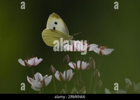 Kleine weiße (Pieris rapae) sitzend auf Blume des blühenden Rushs (Butomus umbellatus), Hessen, Deutschland Stockfoto